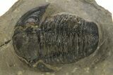 Detailed Proetid (Gerastos) Trilobite Fossil - Morocco #323187-1